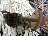 Leptonia undulatella image