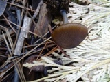 Leptonia undulatella image
