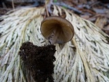 Leptonia undulatella image