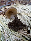 Leptonia undulatella image