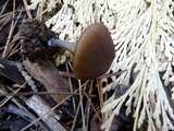 Leptonia undulatella image