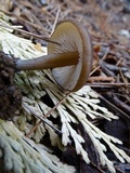 Leptonia undulatella image