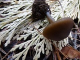 Leptonia undulatella image