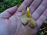 Pluteus romellii image
