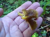 Pluteus romellii image