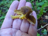 Pluteus romellii image