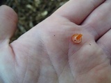 Gliophorus minutulus image