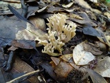 Ramaria violaceibrunnea image