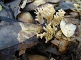 Ramaria violaceibrunnea image