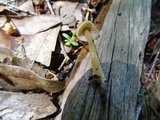 Entoloma holoconiotum image