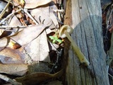 Entoloma holoconiotum image