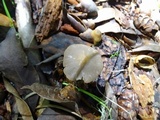 Entoloma holoconiotum image