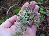 Usnea ceratina image