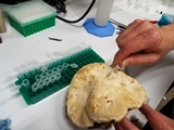 Fomitopsis mounceae image