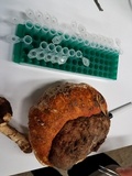 Fomitopsis mounceae image