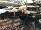 Kuehneromyces lignicola image