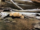 Kuehneromyces lignicola image