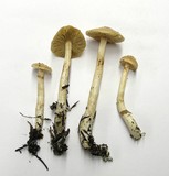 Cortinarius vibratilis image
