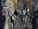 Rosellinia subiculata image