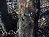 Rosellinia subiculata image