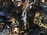 Perenniporia medulla-panis image