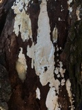 Perenniporia medulla-panis image