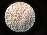 Perenniporia medulla-panis image