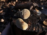 Trametes gibbosa image
