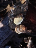 Trametes gibbosa image