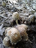 Coprinopsis variegata image