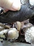 Coprinopsis variegata image