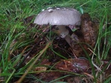 Amanita spreta image