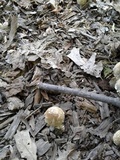 Coprinopsis variegata image