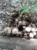 Coprinopsis variegata image