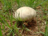 Calvatia cyathiformis image