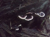 Nigroporus vinosus image