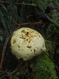 Neolentinus lepideus image