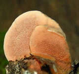 Hapalopilus rutilans image
