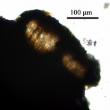 Opegrapha pulvinata image