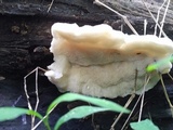Tyromyces galactinus image