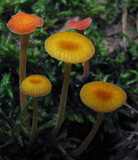 Rickenella fibula image