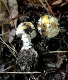 Amanita minutula image