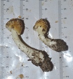 Amanita minutula image