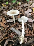 Amanita sect. Vaginatae image