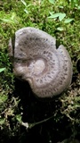 Picipes tubaeformis image