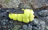 Entonaema liquescens image