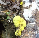 Entonaema liquescens image