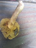 Suillus hirtellus image