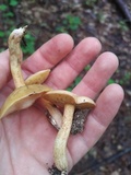 Suillus hirtellus image