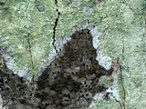 Lecanora thysanophora image